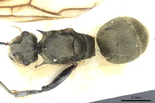 Polyrhachis illaudata - CASENT0903445