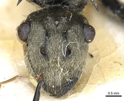 Polyrhachis illaudata - CASENT0903445