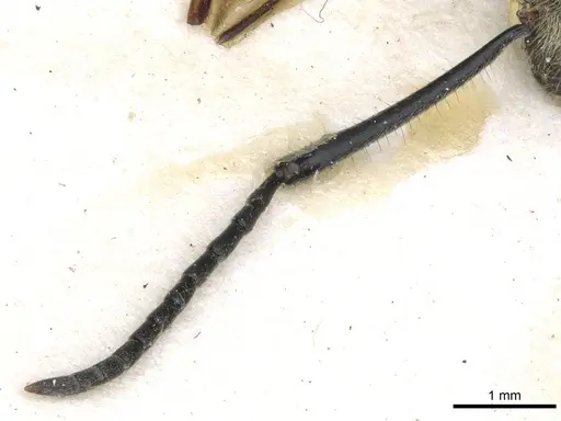 Polyrhachis illaudata - CASENT0903445