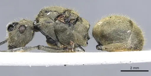 Polyrhachis illaudata - CASENT0903445