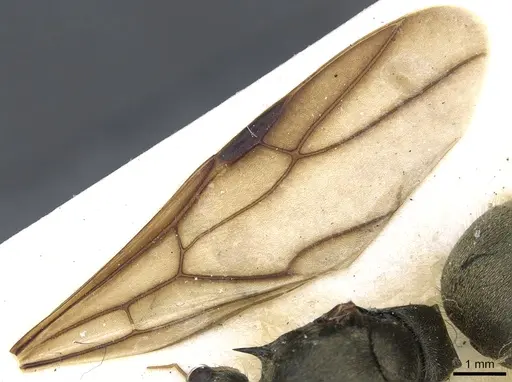 Polyrhachis illaudata - CASENT0903445