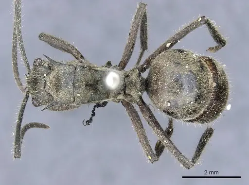 Polyrhachis illaudata - CASENT0905613