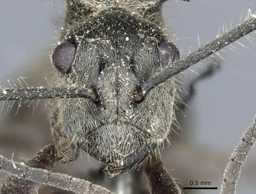 Polyrhachis illaudata - CASENT0905613