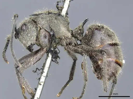 Polyrhachis illaudata - CASENT0905613