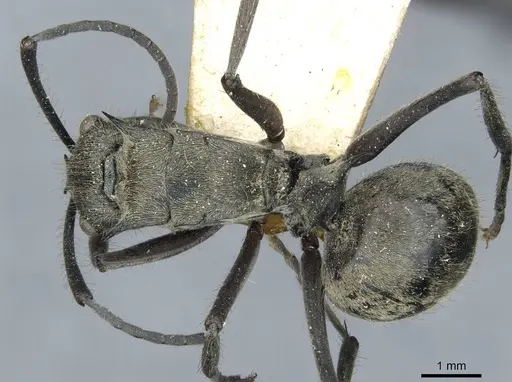 Polyrhachis illaudata - CASENT0910921