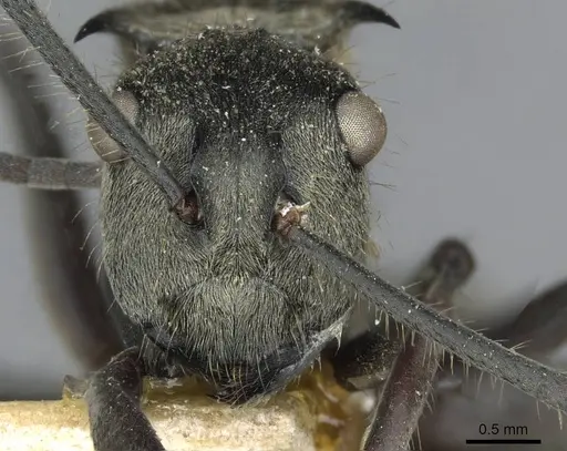 Polyrhachis illaudata - CASENT0910921