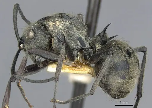 Polyrhachis illaudata - CASENT0910921