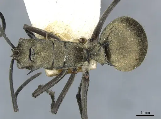 Polyrhachis illaudata - CASENT0910922