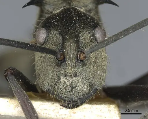 Polyrhachis illaudata - CASENT0910922