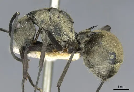 Polyrhachis illaudata - CASENT0910922