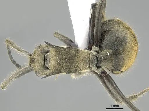 Polyrhachis illaudata - CASENT0919884