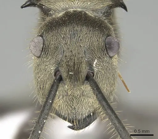 Polyrhachis illaudata - CASENT0919884