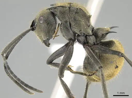 Polyrhachis illaudata - CASENT0919884