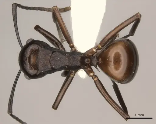 Polyrhachis imitator specimen