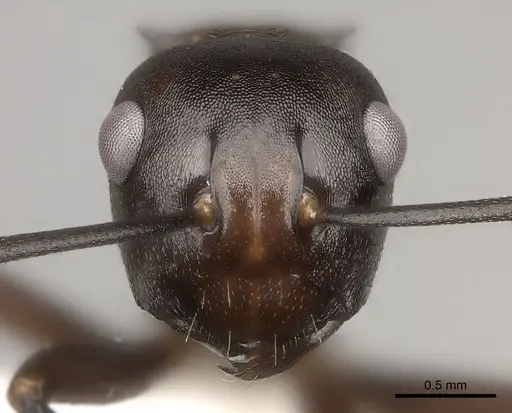 Polyrhachis imitator specimen
