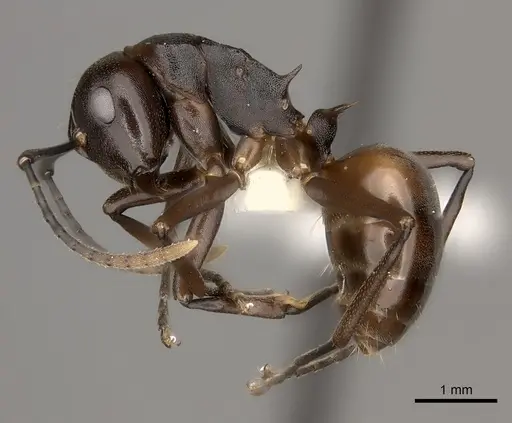 Polyrhachis imitator specimen