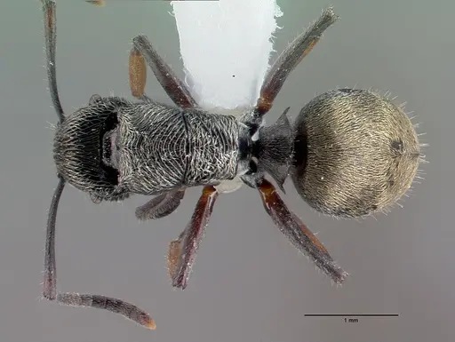 Polyrhachis impressa specimen