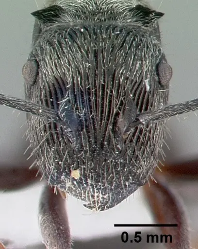 Polyrhachis impressa specimen