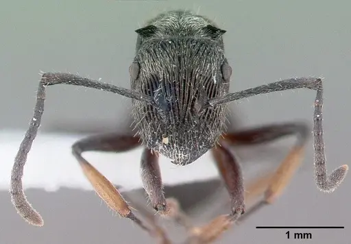 Polyrhachis impressa specimen