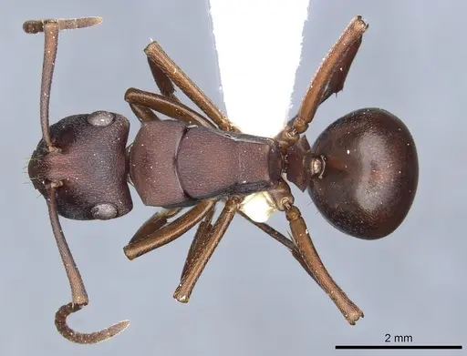 Polyrhachis incerta specimen