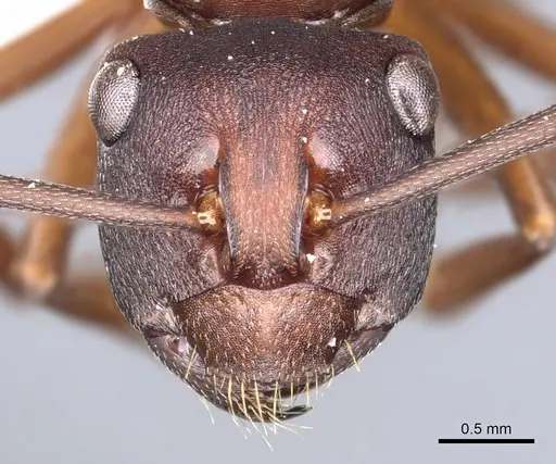 Polyrhachis incerta specimen