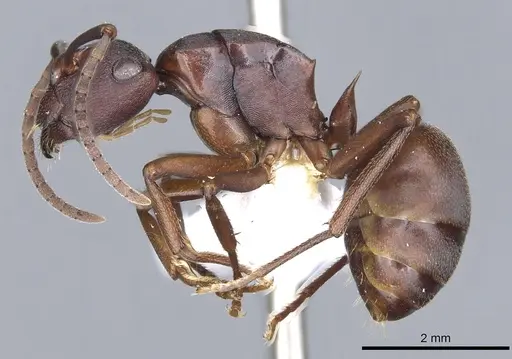 Polyrhachis incerta specimen