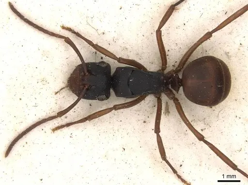 Polyrhachis incerta - CASENT0910776