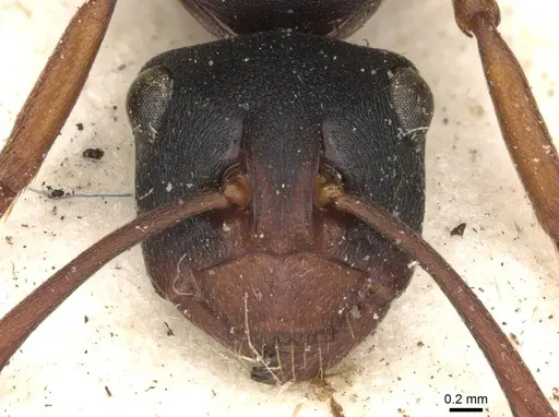 Polyrhachis incerta - CASENT0910776