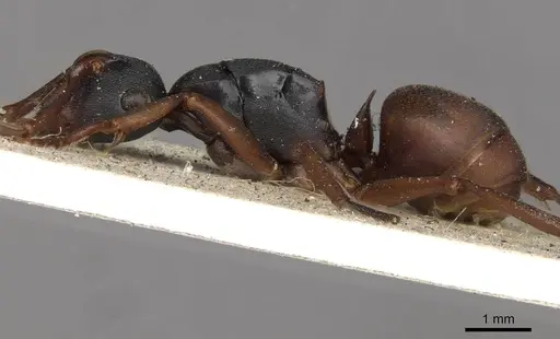 Polyrhachis incerta - CASENT0910776