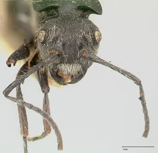 Polyrhachis inclusa specimen