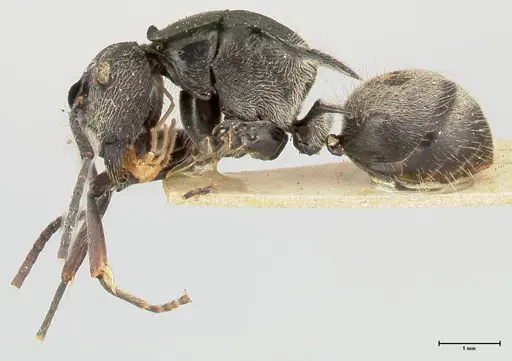 Polyrhachis inclusa specimen