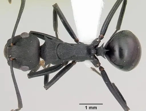 Polyrhachis incognita specimen
