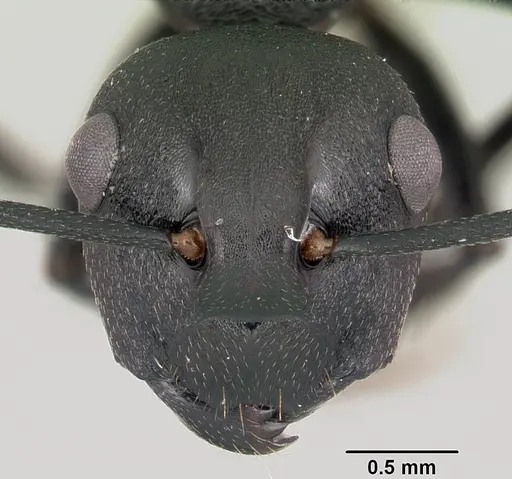 Polyrhachis incognita specimen
