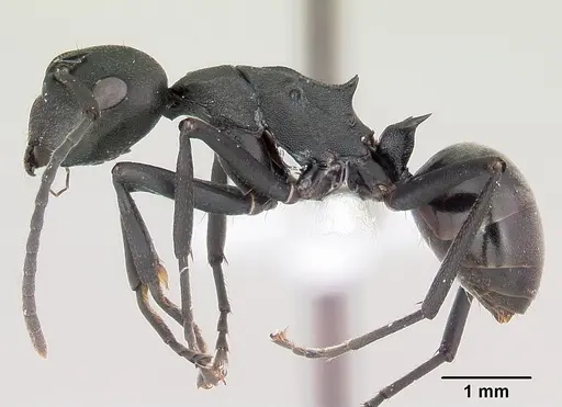 Polyrhachis incognita specimen
