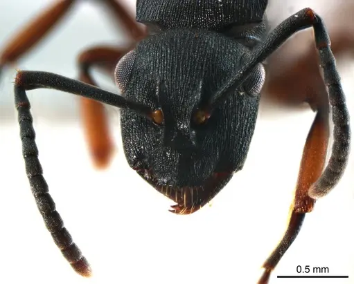 Polyrhachis inconspicua specimen