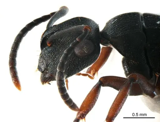 Polyrhachis inconspicua specimen