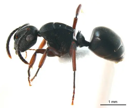 Polyrhachis inconspicua - ANTWEB1008706
