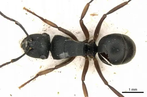 Polyrhachis inconspicua - CASENT0249663