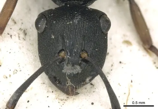 Polyrhachis inconspicua - CASENT0249663