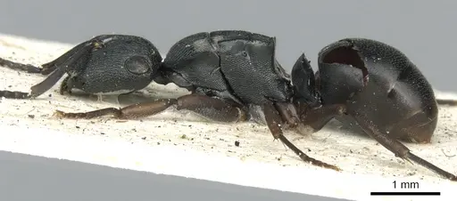 Polyrhachis inconspicua - CASENT0249663