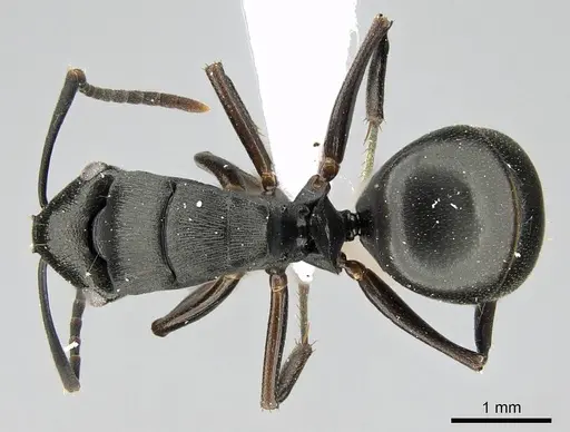 Polyrhachis inconspicua - CASENT0740782