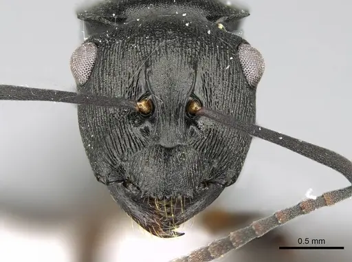 Polyrhachis inconspicua - CASENT0740782