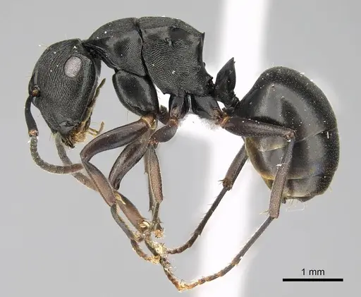 Polyrhachis inconspicua - CASENT0740782