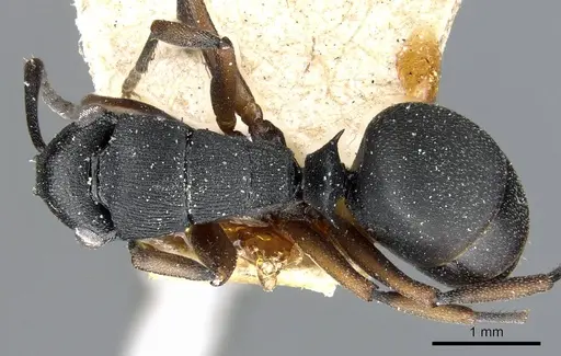 Polyrhachis inconspicua - CASENT0905559