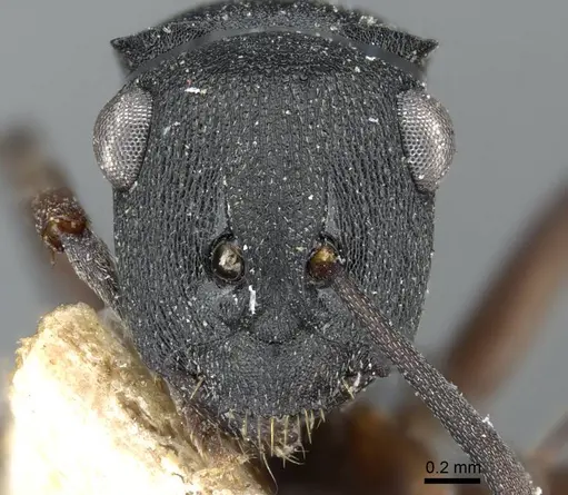 Polyrhachis inconspicua - CASENT0905559