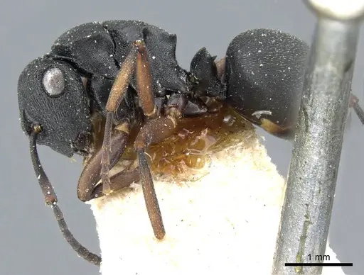Polyrhachis inconspicua - CASENT0905559