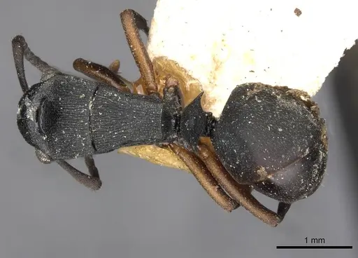 Polyrhachis inconspicua - CASENT0910781