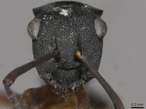 Polyrhachis inconspicua - CASENT0910781