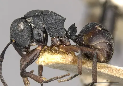 Polyrhachis inconspicua - CASENT0910781