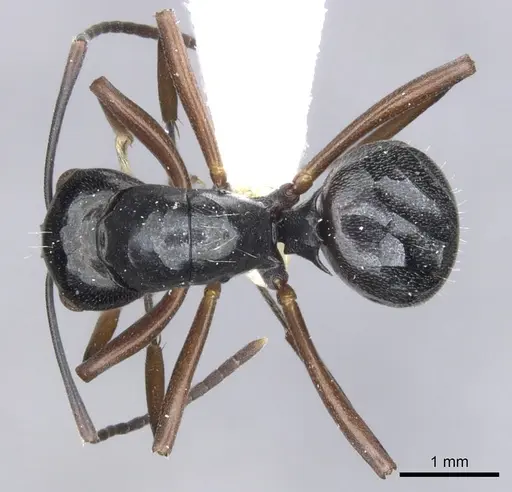 Polyrhachis inducta specimen